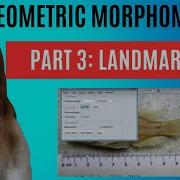 Geometric Morphometrics Part 3 Building And Landmarking