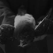 AMENRA A Solitary Reign Official Videoclip