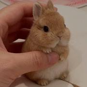 Funny Videos Of Little Bunnies Cute Rabbit Ever