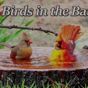 Relaxing Bird Bath Birds In A Fountain Water Sounds Uninterrupted CatTV LensMyth