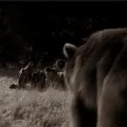Short Faced Bear Vs Ancient Humans Prehistoric Predators Episode 3