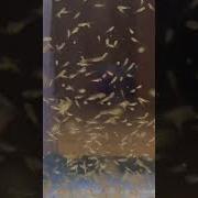 Двухдневный крошечный мальчок золотой рыбки