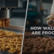 How Walnuts Are Processed Today Inside The Modern Walnut Factory