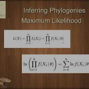 BIOL 4330 Unit 1 8 2 Maximum Likelihood