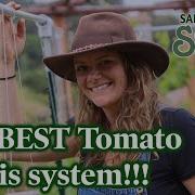 Don T Bother Growing Tomatoes Any Other Way This Trellis System Is The BEST And CHEAP