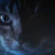 Destroy Everything Hatebreed Cats Edition Full Song