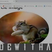 Bootstrap 5 Image Classes Bootstrap Rounded Corners Bootstrap Thumbnail Circle Bootstrap Html