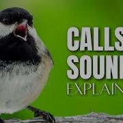 What Are Black Capped Chickadee Calls Sounds And Song Used For