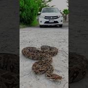 Big Snake Vs Car Shorts