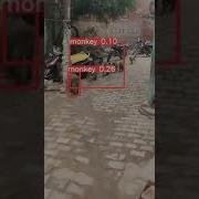 Monkey Detection