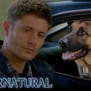 And Just Like That Dean Can Talk To Dogs Supernatural