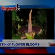 Stinky Plant Blooms