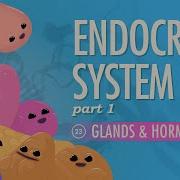 Endocrine System Part 1 Glands Hormones Crash Course Anatomy Physiology 23