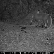 This Is The Sound A Mama Fox Uses To Call Her Kits To Her