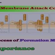 Membrane Attack Complex Membrane Attack Complex Complement System MAC Formation