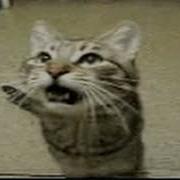 Careless Whiskers