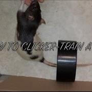 How To Clicker Train A Rat Clicker Training Basics