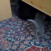 Kitty Mp4