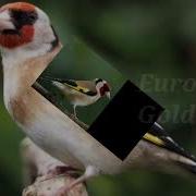 50 Types Of Finches Mutations And Varieties Part 1