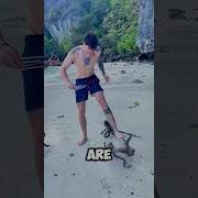 These Monkeys Attacked A Tourist In Thailand