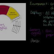 AQA A Level PE Whiting S Model Of Information Processing