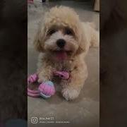 Wednesday Wisdom Dogs Shihtzu Puppylove Kiraher Shorts Wednesdaywisdom