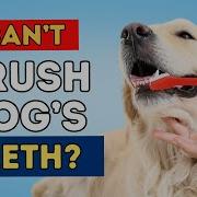 Dog Dental Care Without Brushing