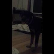 Dog Attacks Bed Sheet