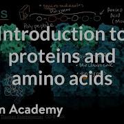 Introduction To Proteins And Amino Acids High School Biology Khan Academy