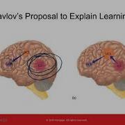 PSY 102 Chapter 12 Learning Memory And Intelligence