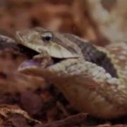 EVOLUTION OF COMMUNICATION Documentary Tube HD