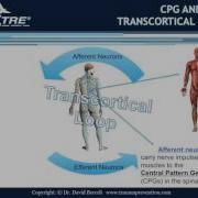 Central Pattern Generators In The TRE Process