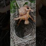 Baby Bird Falls Out Of Nest P3 Viral Trending Cuckoo Shorts Shorts Feed