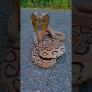 Indian Cobra Vs Russell S Viper Snake