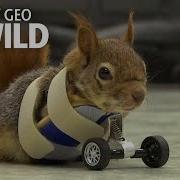 A Squirrel S Prosthetic Wheels Are The Key To Recovery Nat Geo Wild