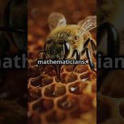 The Perfect Shape Why Nature Loves Hexagons Facts Worldsnaturalwonders