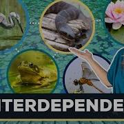 Interactions In An Ecosystem Interdependence