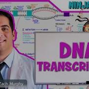 Cell Biology DNA Transcription