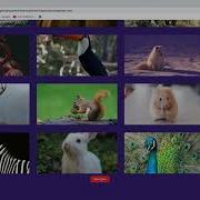 I Completed Image Search Engine Using HTML CSS And JavaScript