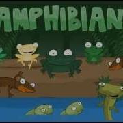 Toad Frog Pollywog Amphibians Kids Song Salamanders Waterdogs Tadpoles Newt