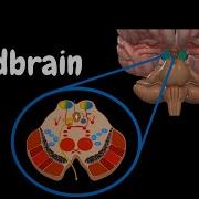 Mesencephalon Midbrain External Internal Structures QUIZ Anatomy