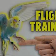 How To Teach Your Bird To Fly To You