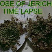 Rose Of Jericho Resurrection Plant Time Lapse