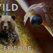 Venomous Snakes Bear Attacks When Predators Attack MEGA Episode Nat Geo Animals