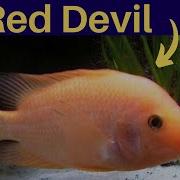 Red Devil Fish Red Devil Fish Spawning Red Devil Cichlids My Aqua Hobby