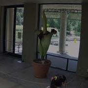 2021 Corpse Flower Bloom Timelapse The Huntington