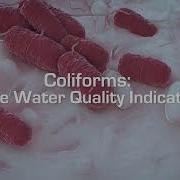Колиформы индикатор качества воды Esco Scientific