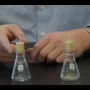 The Mole Lab