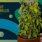 What S Special About A Trellis