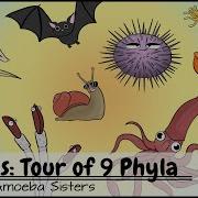 Animals Tour Of 9 Phyla